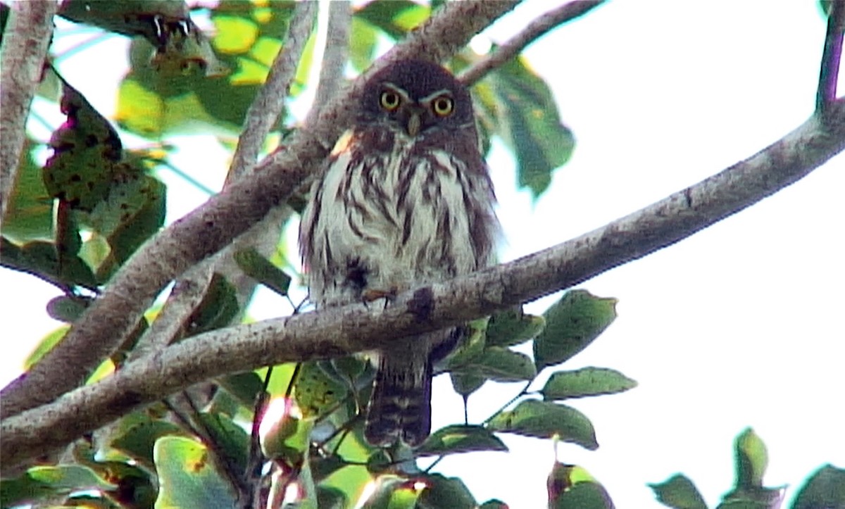 Ferruginous Pygmy-Owl (Ferruginous) - ML385469981