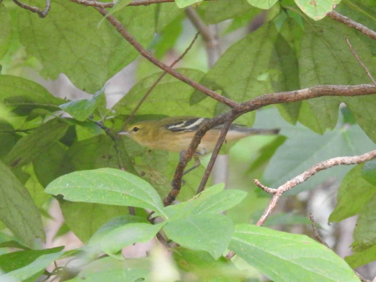 Bay-breasted Warbler - ML385475551