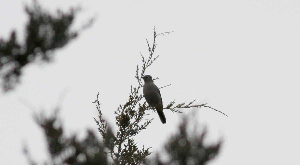 Townsend's Solitaire - ML38547691