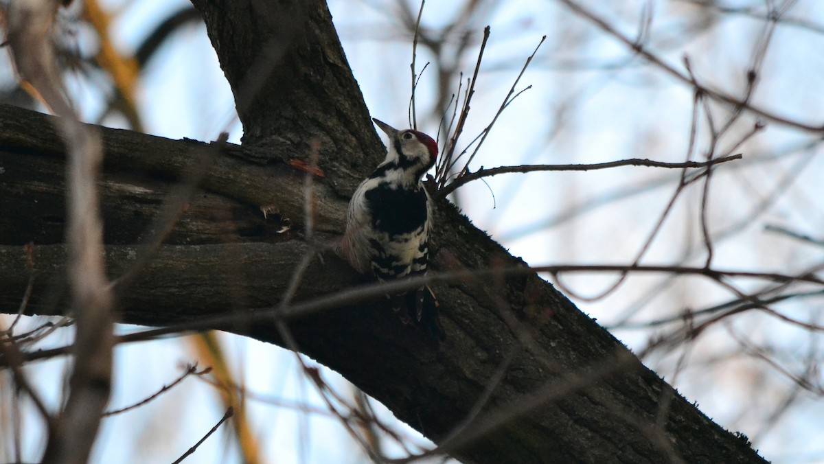 White-backed Woodpecker - ML385477151