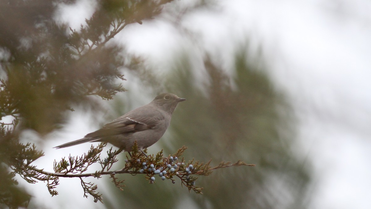 Townsend's Solitaire - Jay McGowan