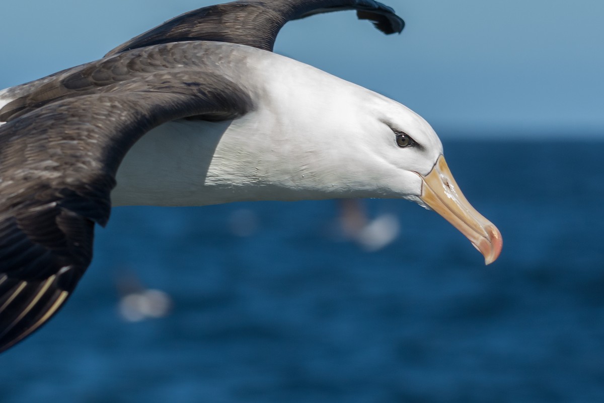 Black-browed Albatross - Fernando Vidal Volpe