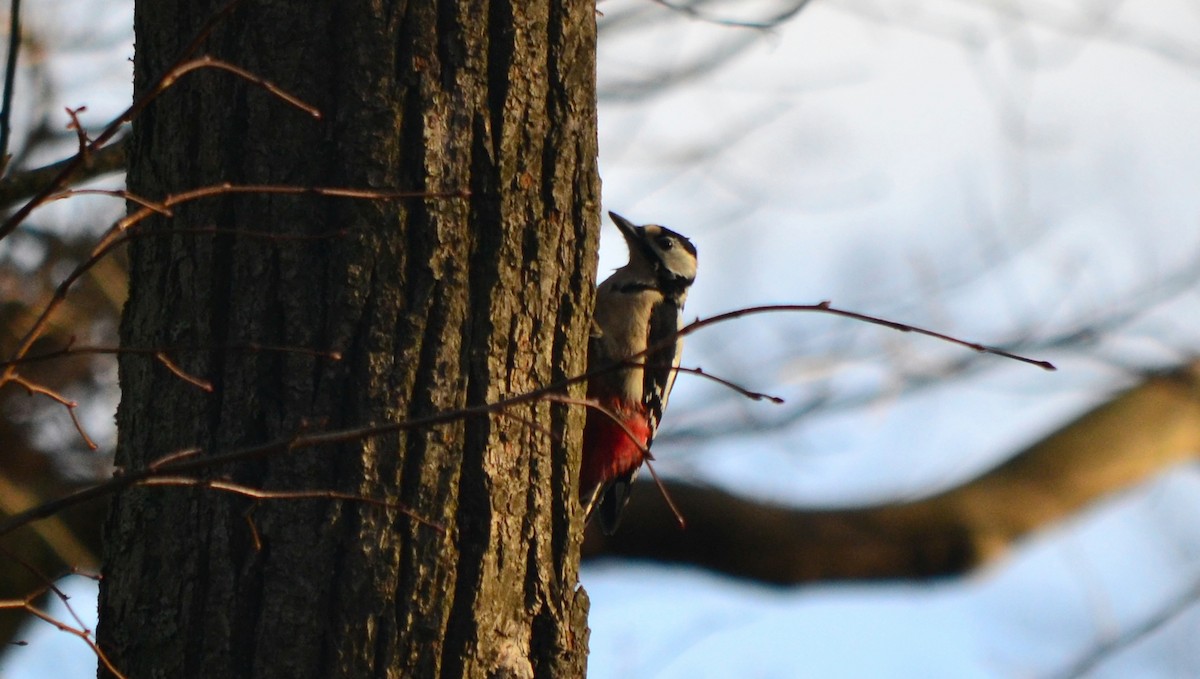 Great Spotted Woodpecker - ML385481111