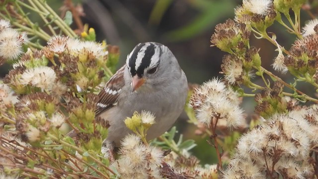 White-crowned Sparrow - ML385481831