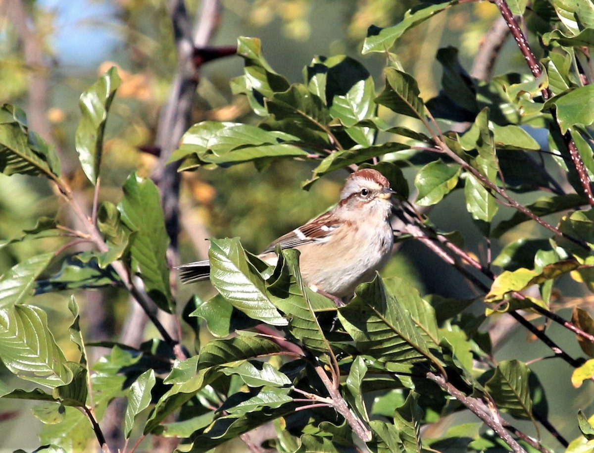 American Tree Sparrow - ML385482331