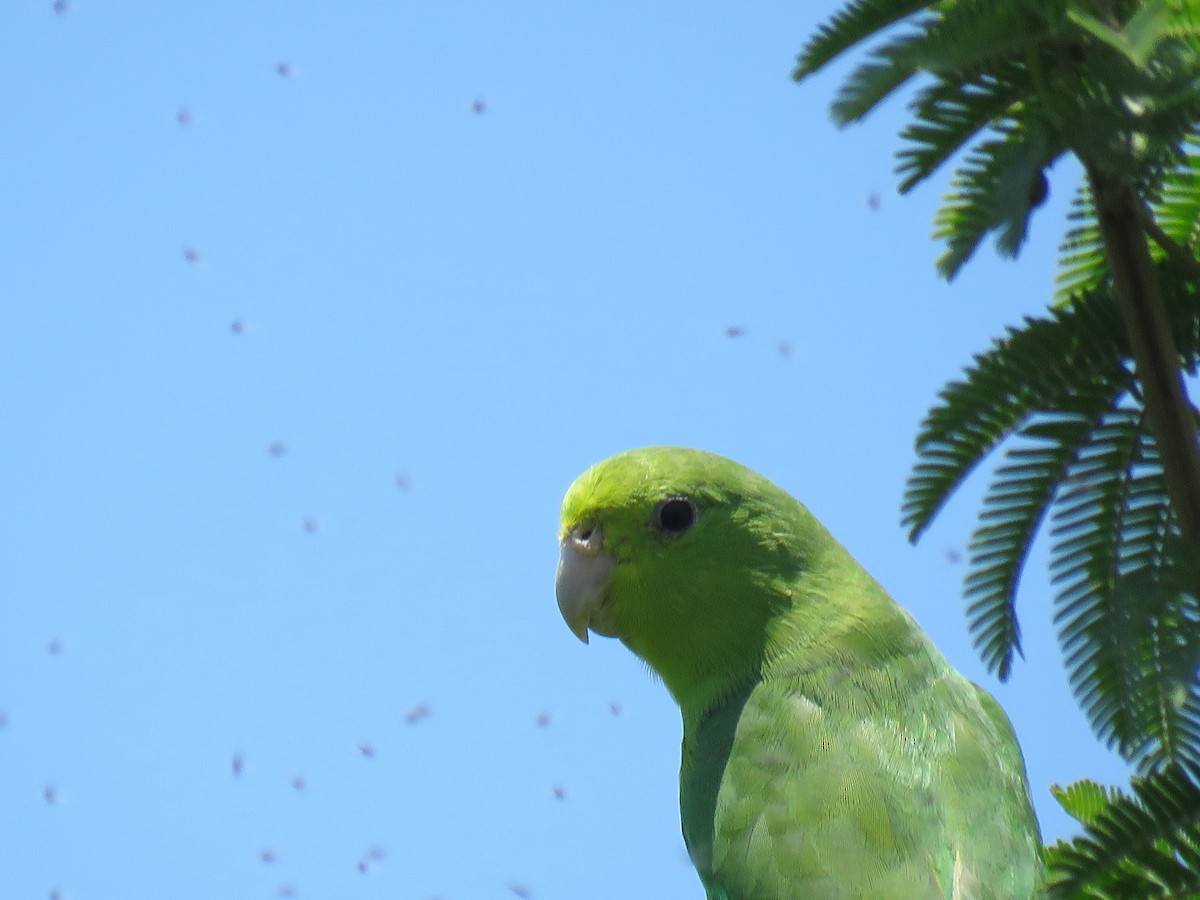 papoušíček modrokřídlý - ML385485191