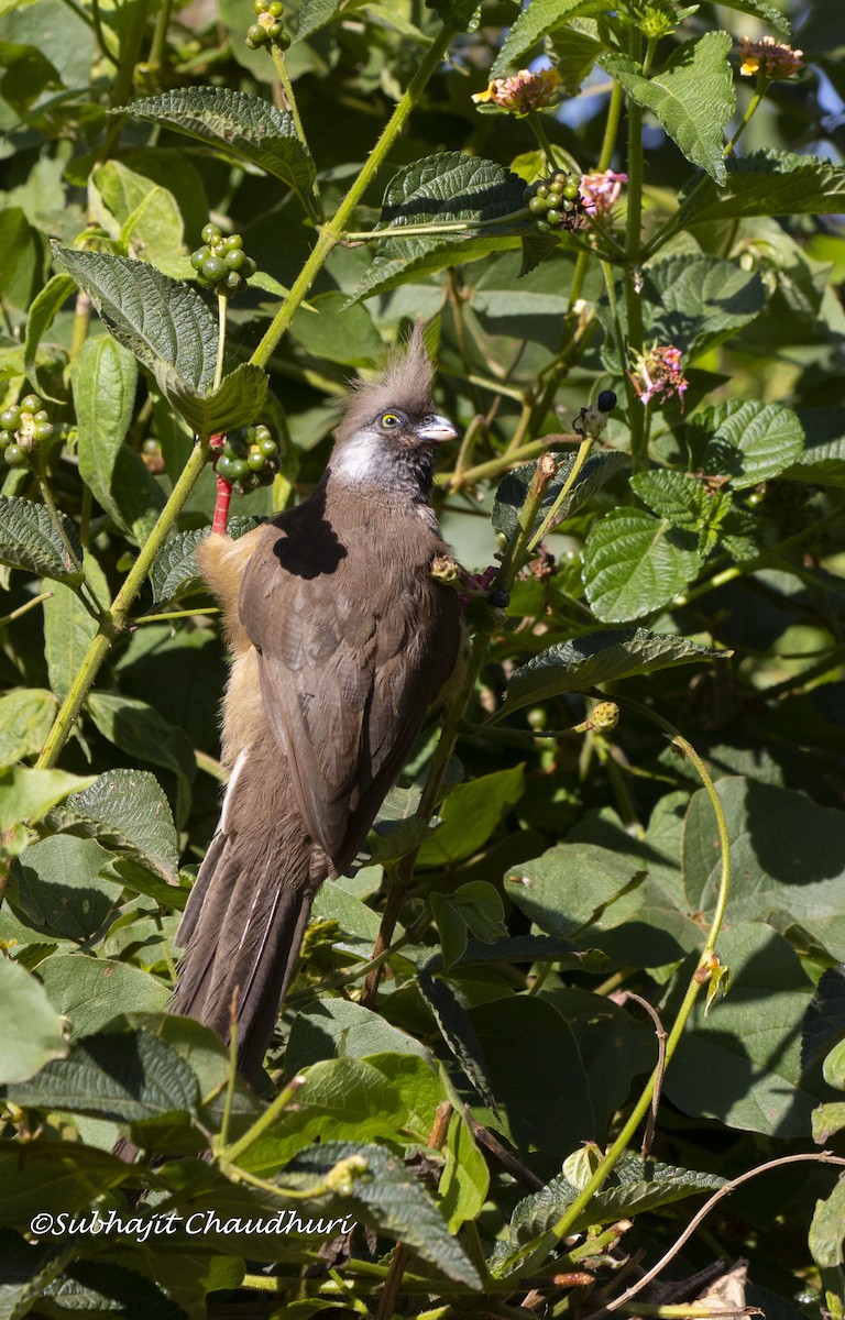 Speckled Mousebird - ML385489471