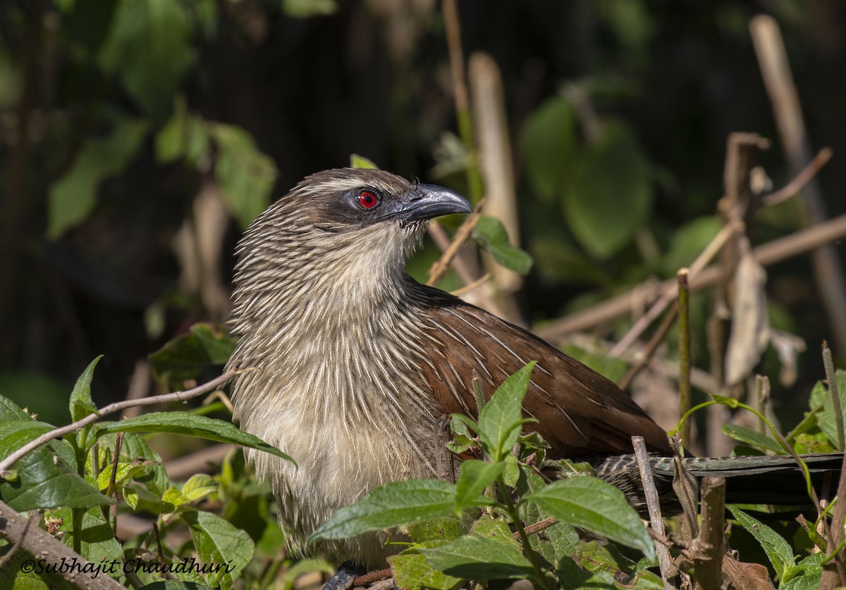 White-browed Coucal - ML385489811