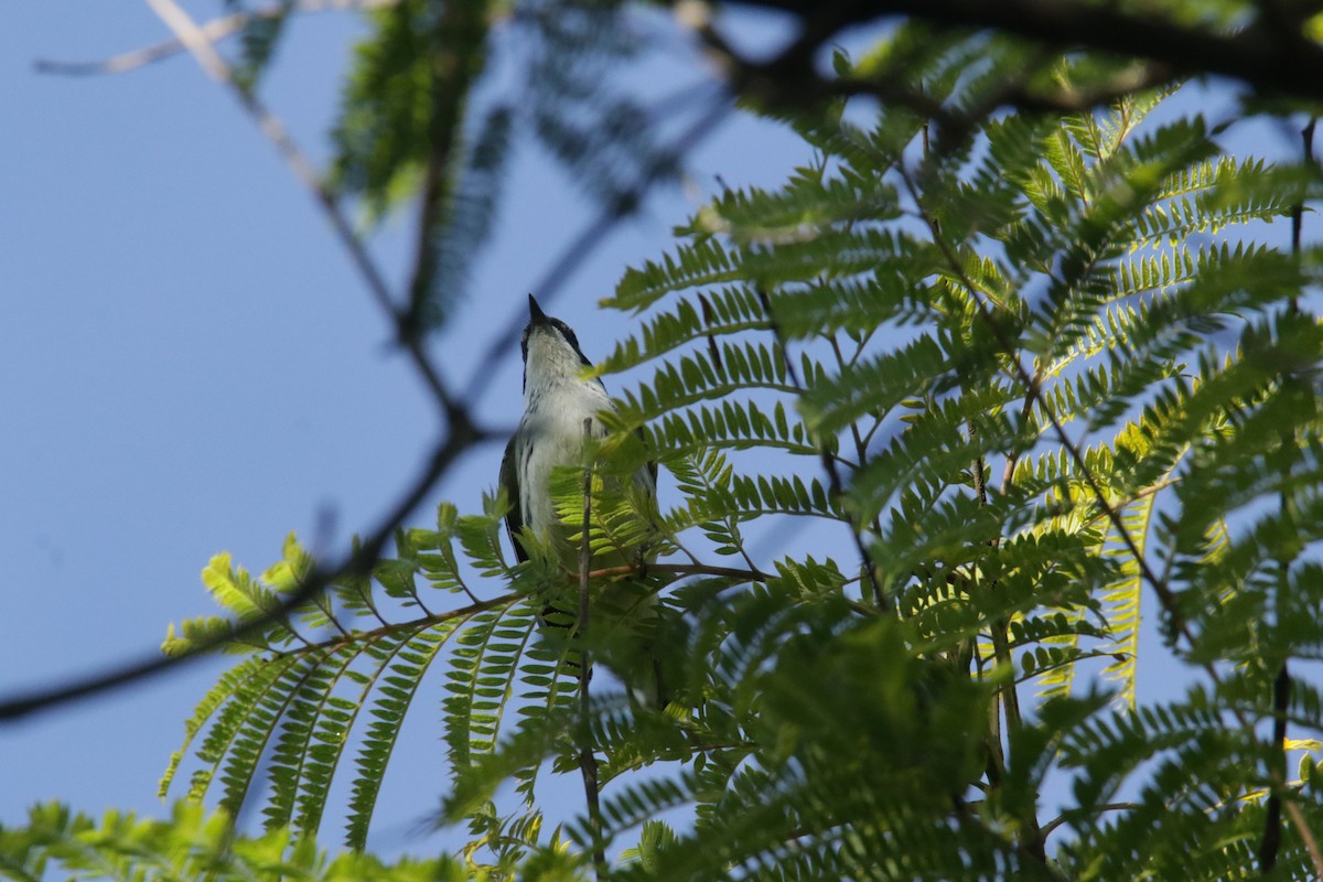 Black-throated Gray Warbler - ML385491321