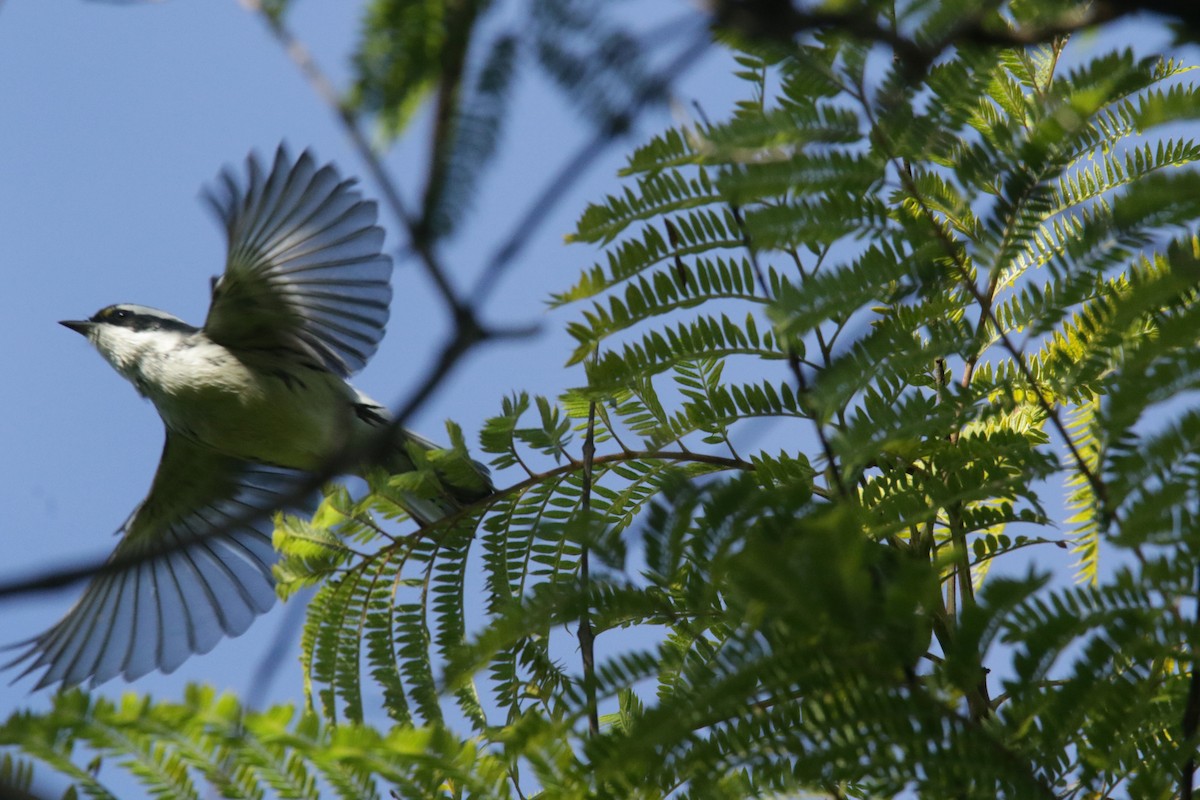 Black-throated Gray Warbler - ML385491331