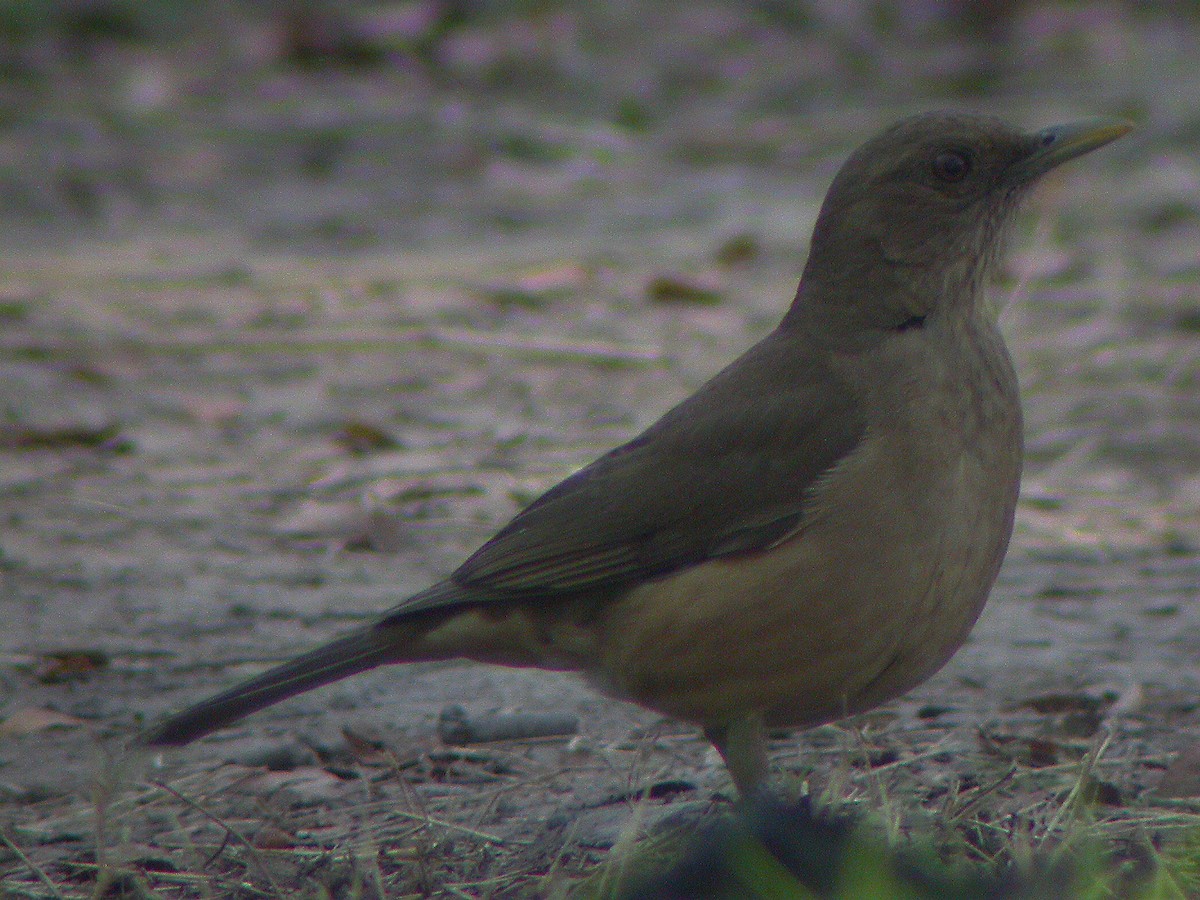 eBird Checklist - 12 Jan 2004 - Bentsen to Anzalduas County Park - 69 ...