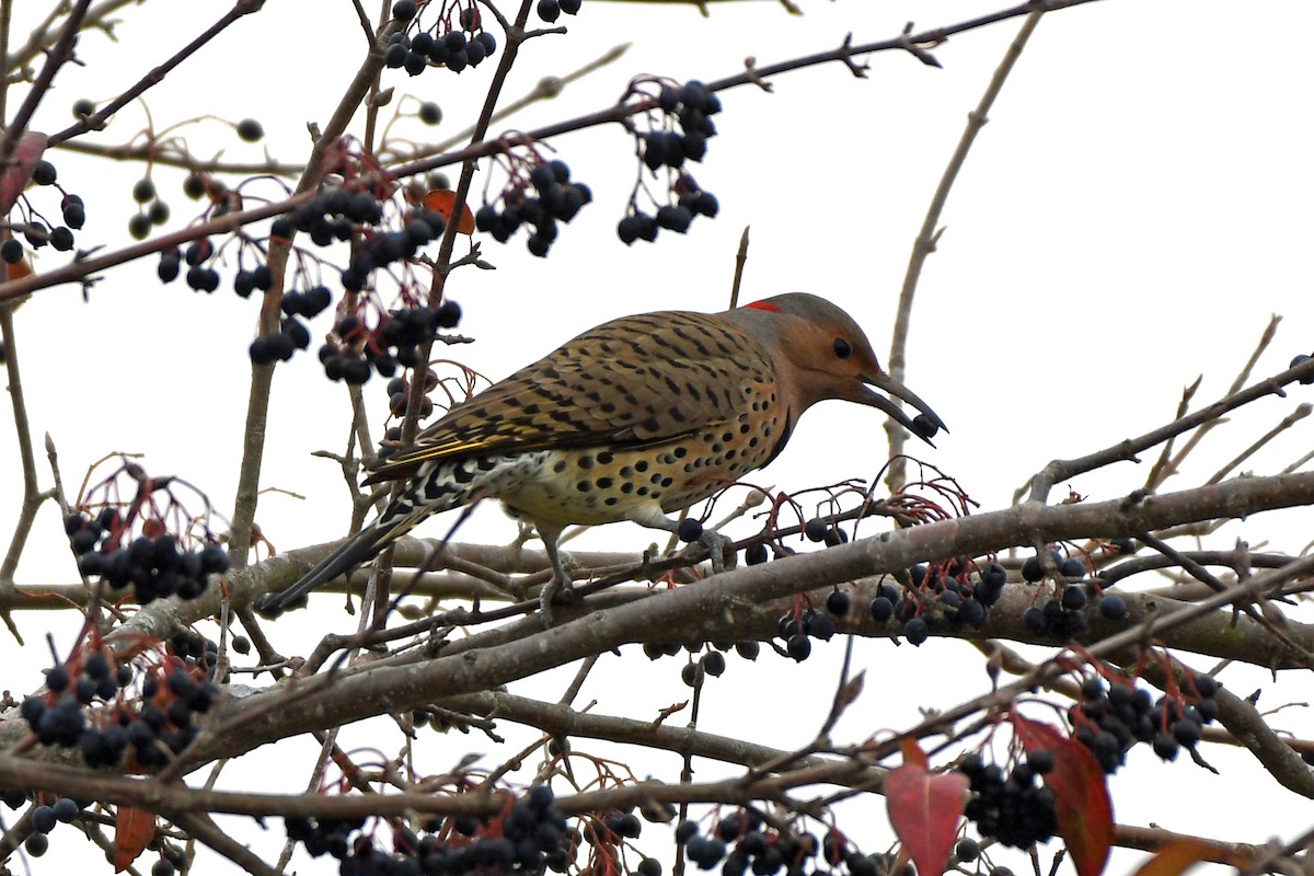 Northern Flicker (Yellow-shafted) - ML385496081
