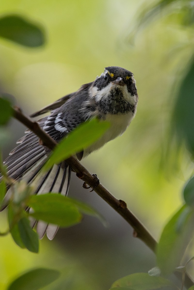 Black-throated Gray Warbler - ML385501351