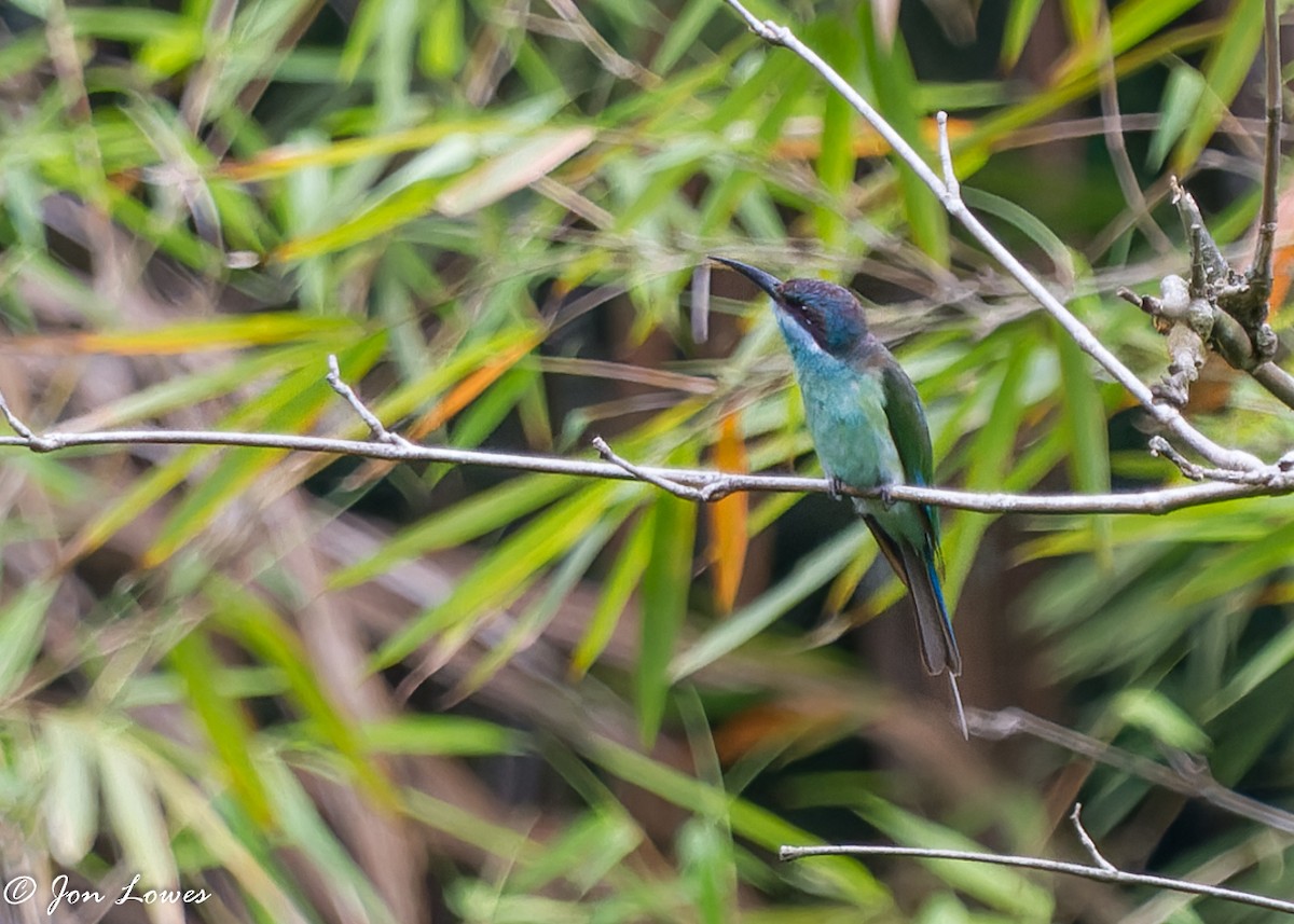 Blue-throated Bee-eater - Jon Lowes