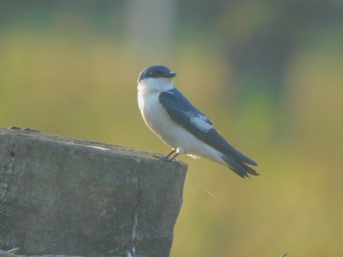 White-winged Swallow - ML385504371