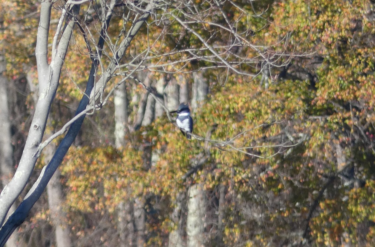 Belted Kingfisher - ML385512921