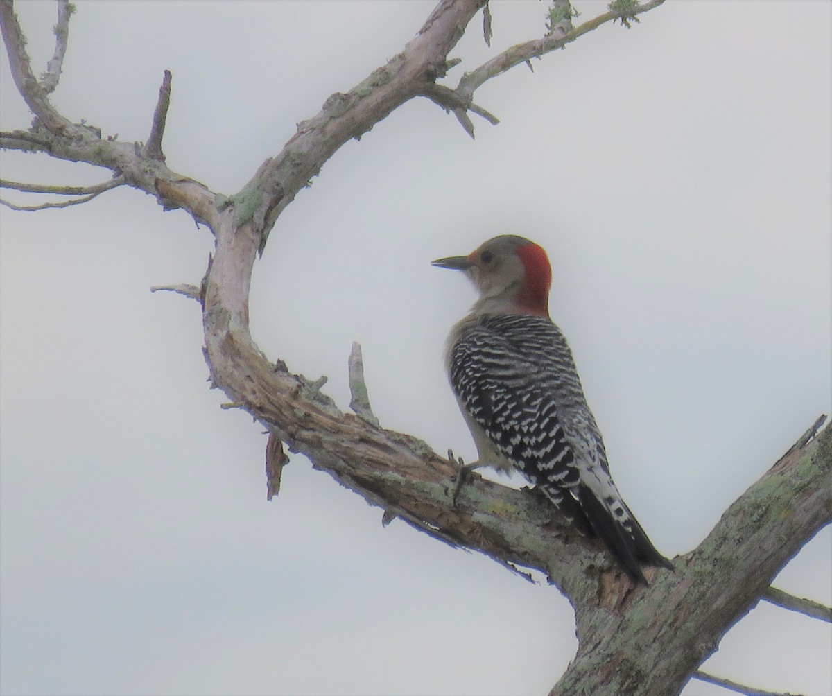 Red-bellied Woodpecker - ML385514711