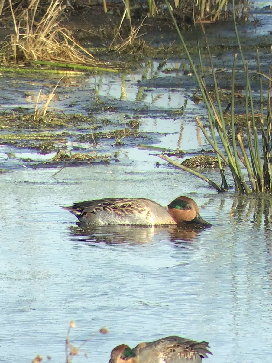 Green-winged Teal - ML385518311
