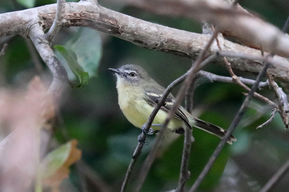 Pale-tipped Tyrannulet - ML385524031