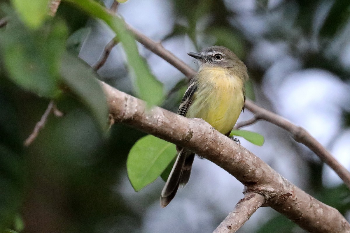 Pale-tipped Tyrannulet - ML385524051