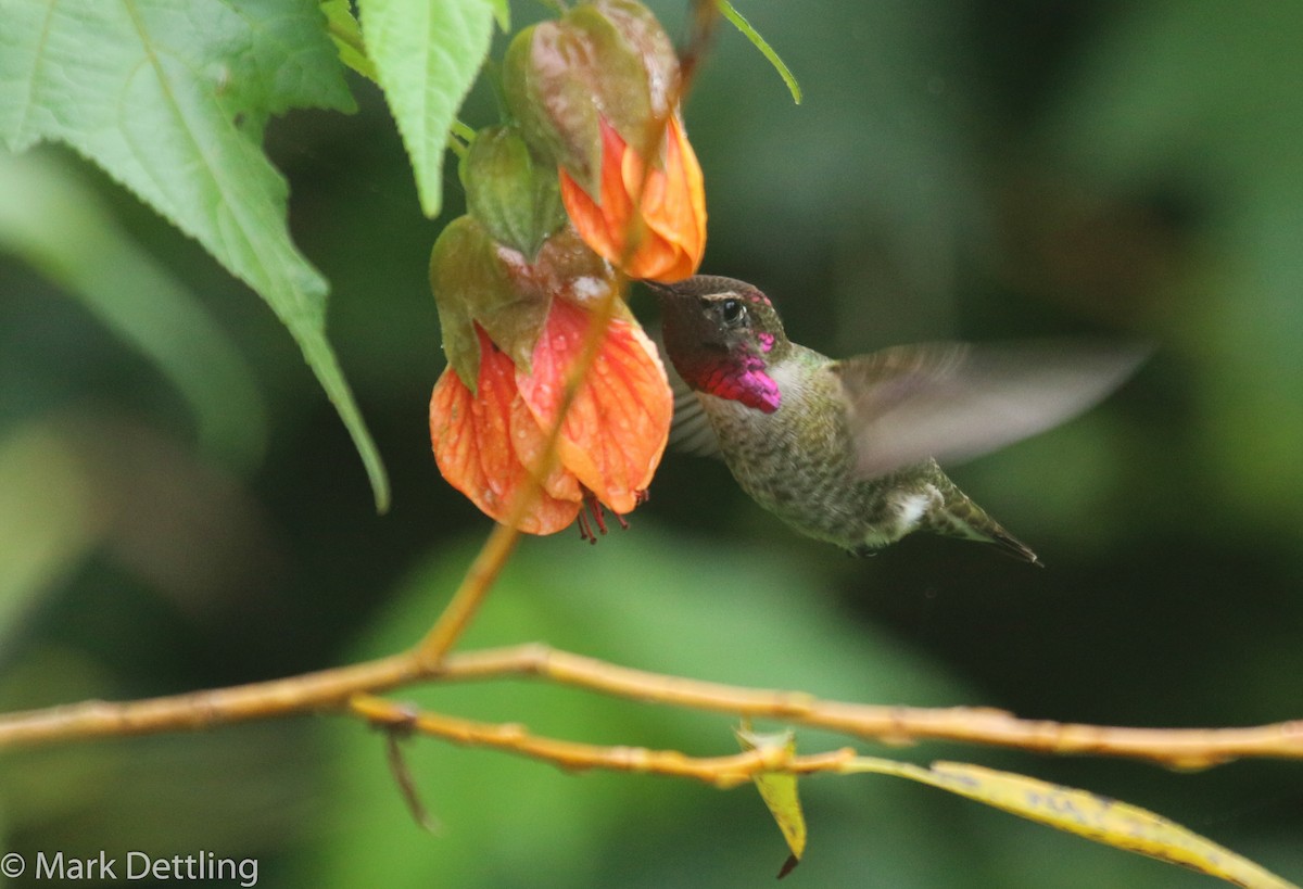 Anna's Hummingbird - Mark Dettling