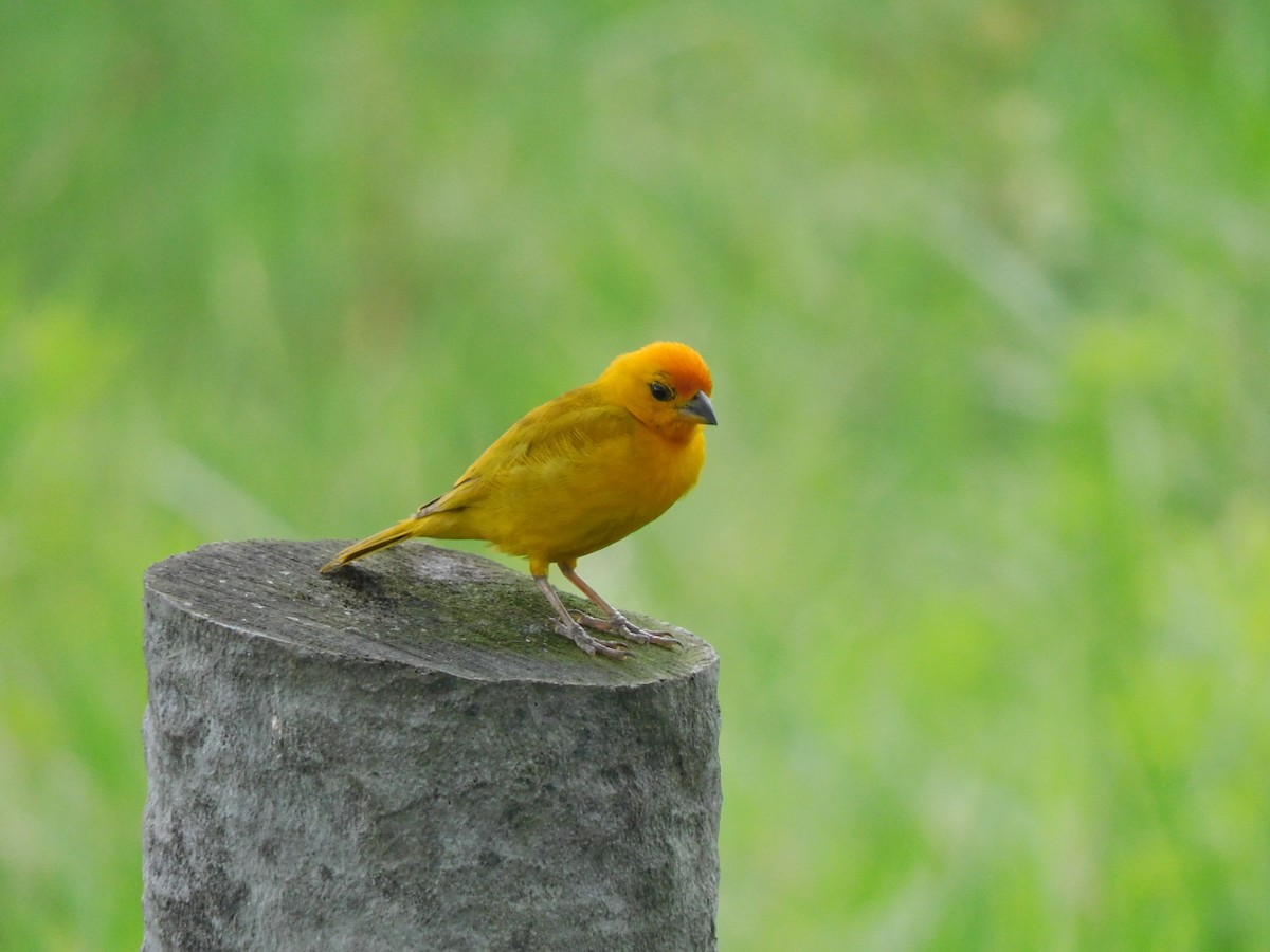 Orange-fronted Yellow-Finch - ML385532181