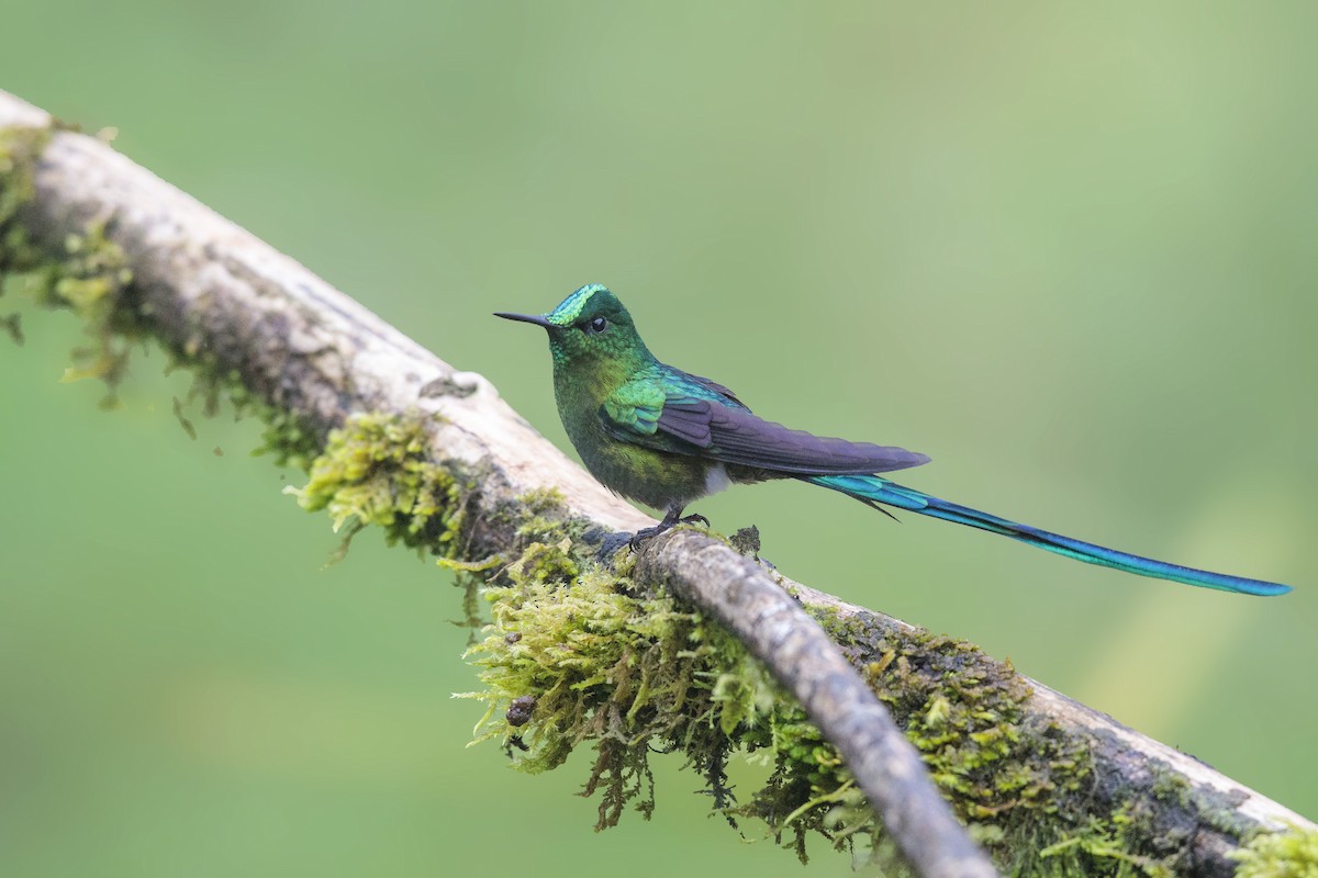 Long-tailed Sylph - ML385532681