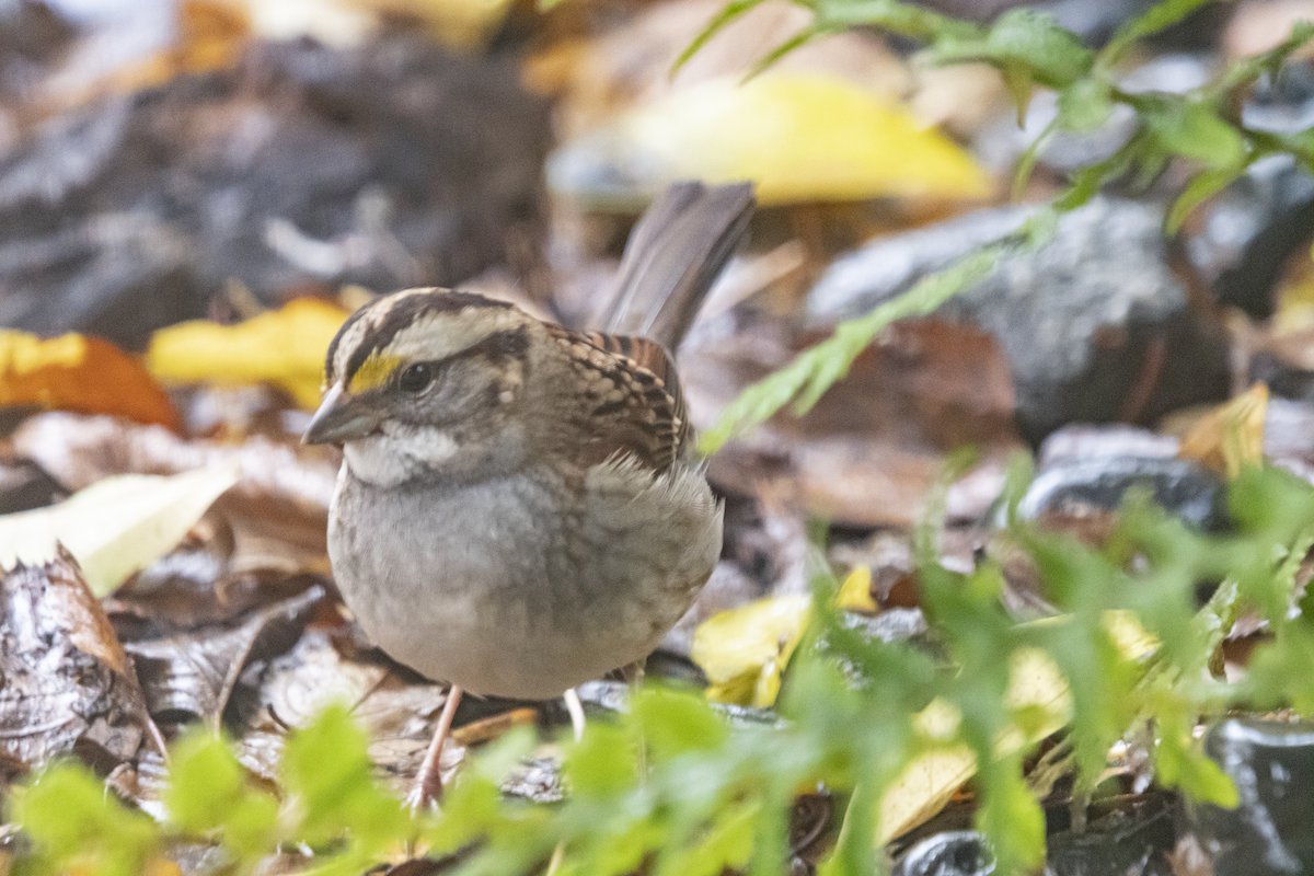 White-throated Sparrow - ML385537321