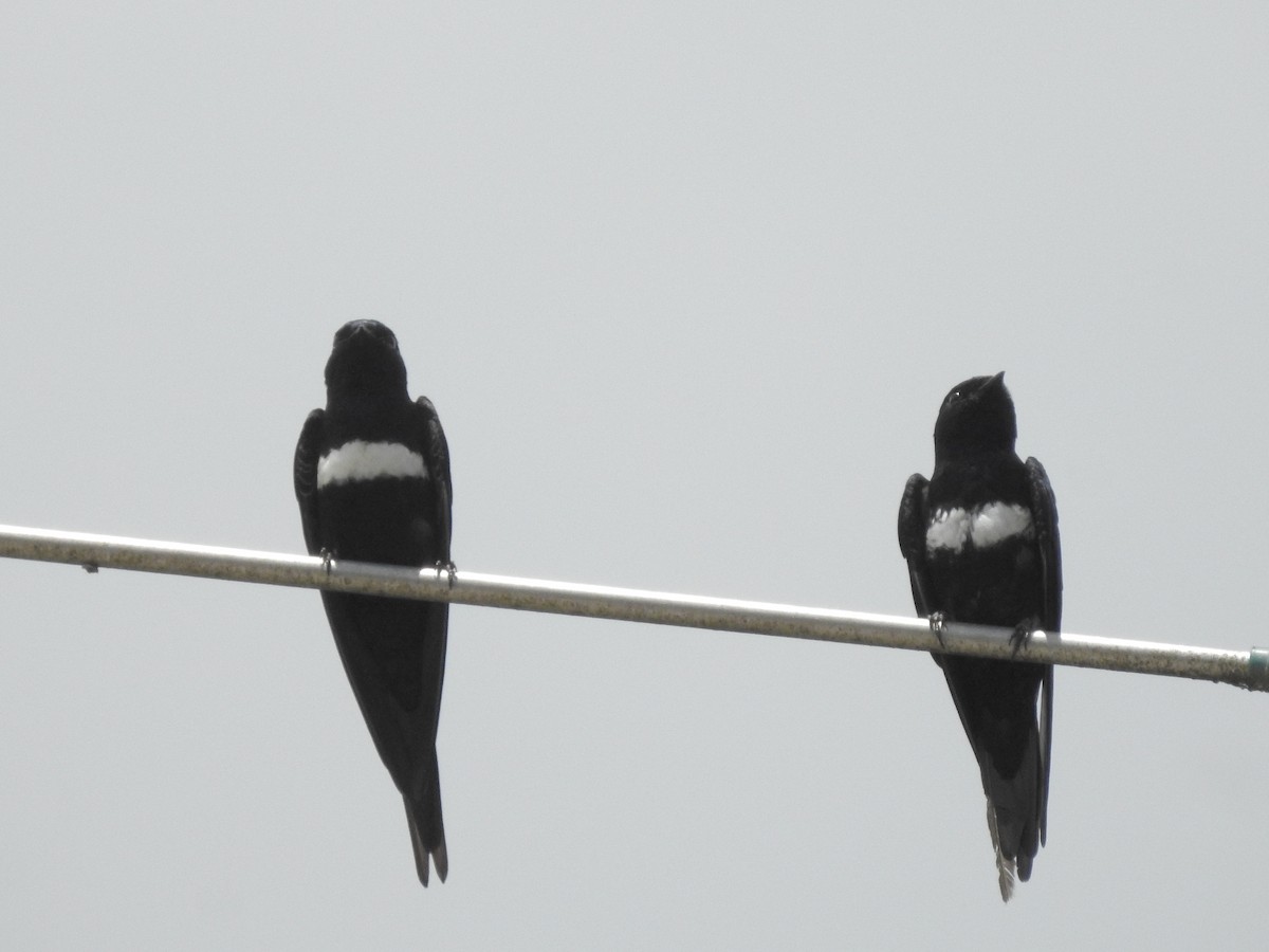 White-banded Swallow - ML385541161