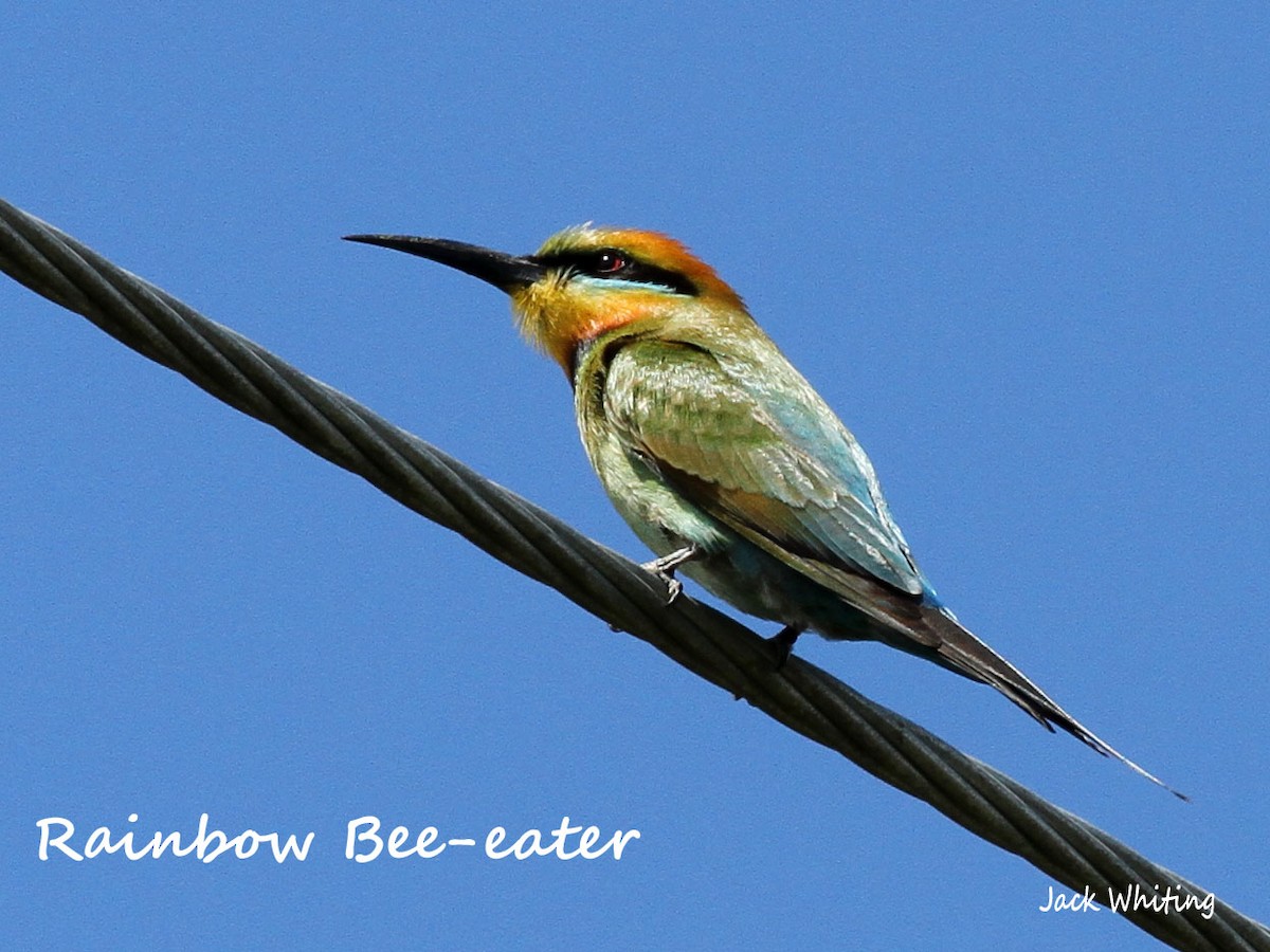 Rainbow Bee-eater - ML385543591