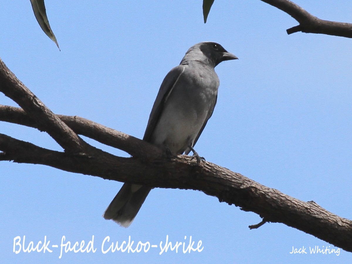 Black-faced Cuckooshrike - ML385543811