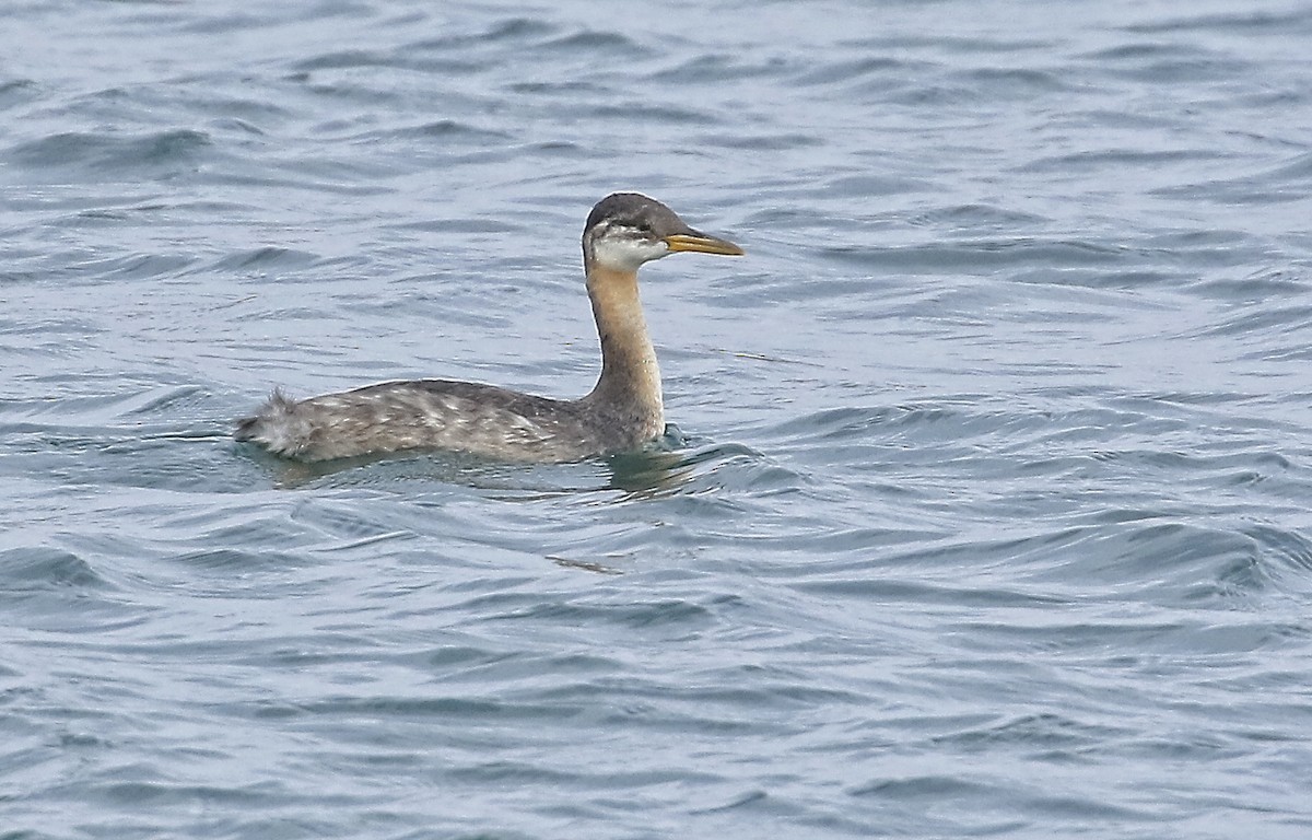 Red-necked Grebe - ML385543831