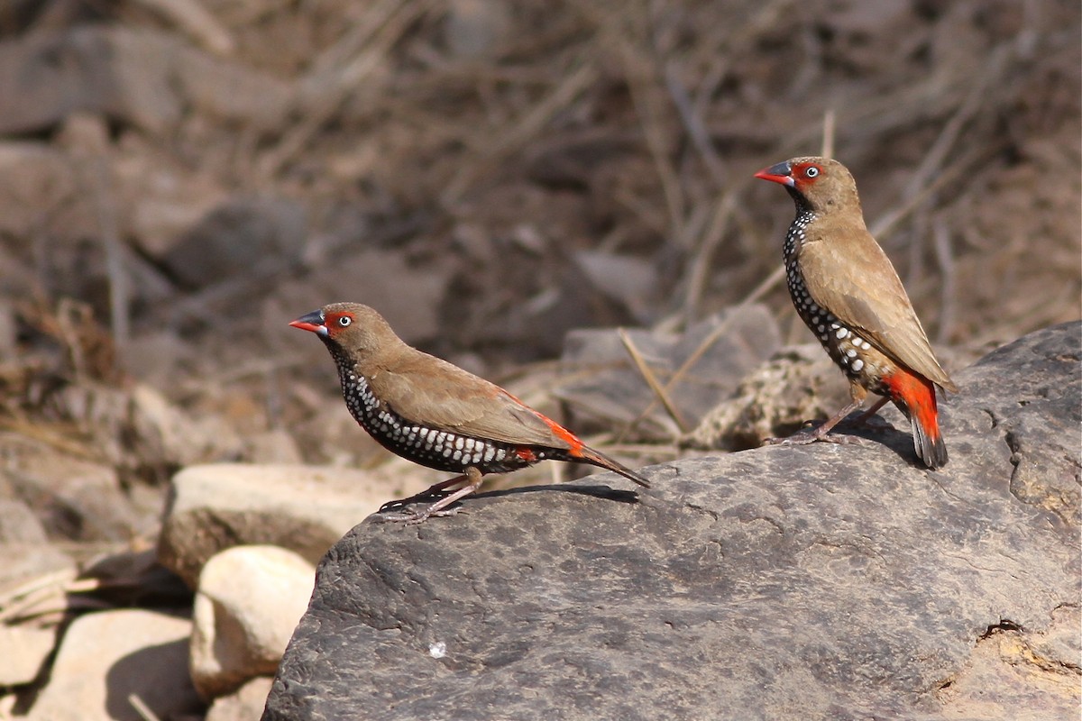 Painted Firetail - Chris Wiley