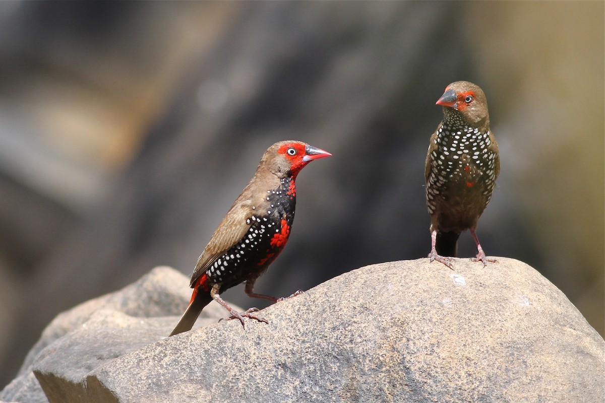 Painted Firetail - ML38556111