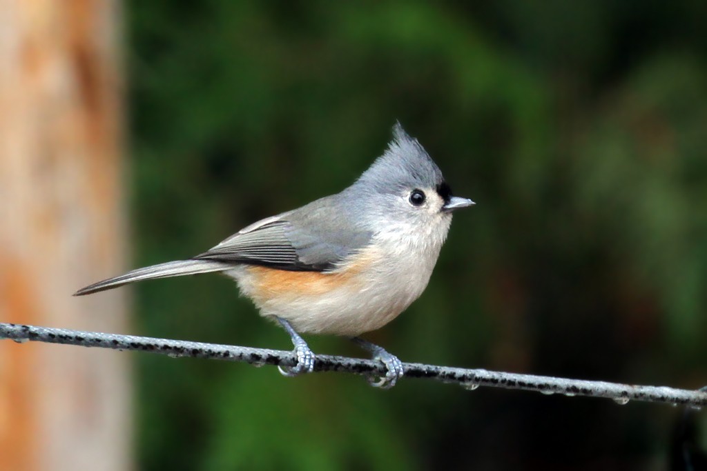 Tufted Titmouse - Dick Dionne