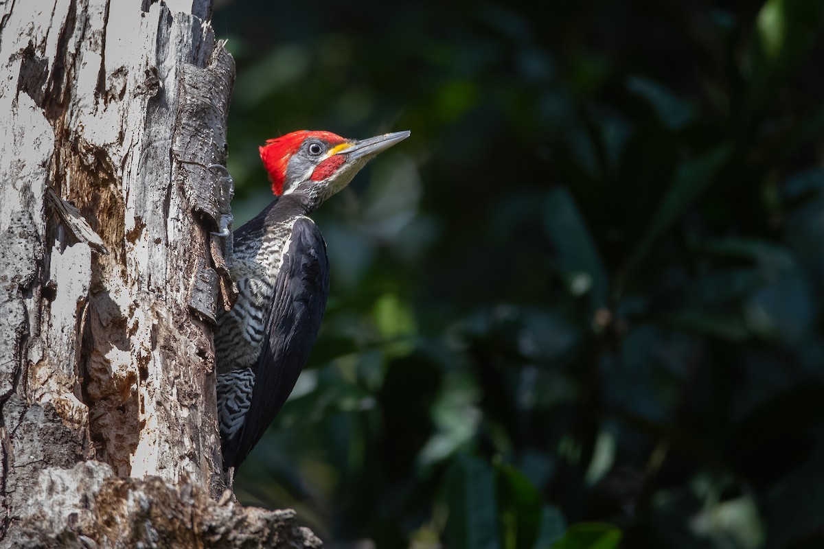 Lineated Woodpecker - Pablo Re