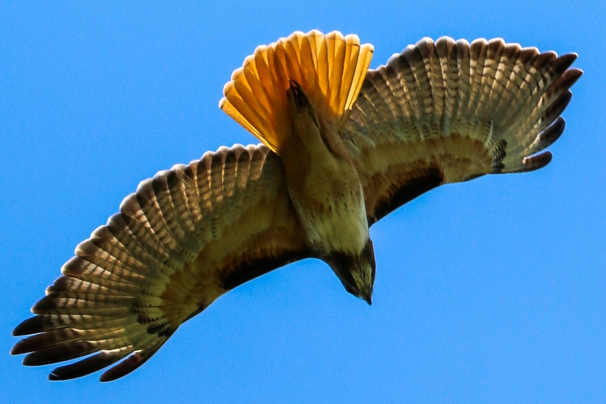 Red-tailed Hawk - Jose Abelardo Sanchez