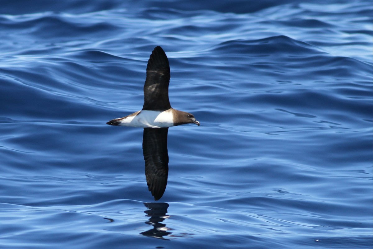 ML38557981 - Tahiti Petrel - Macaulay Library