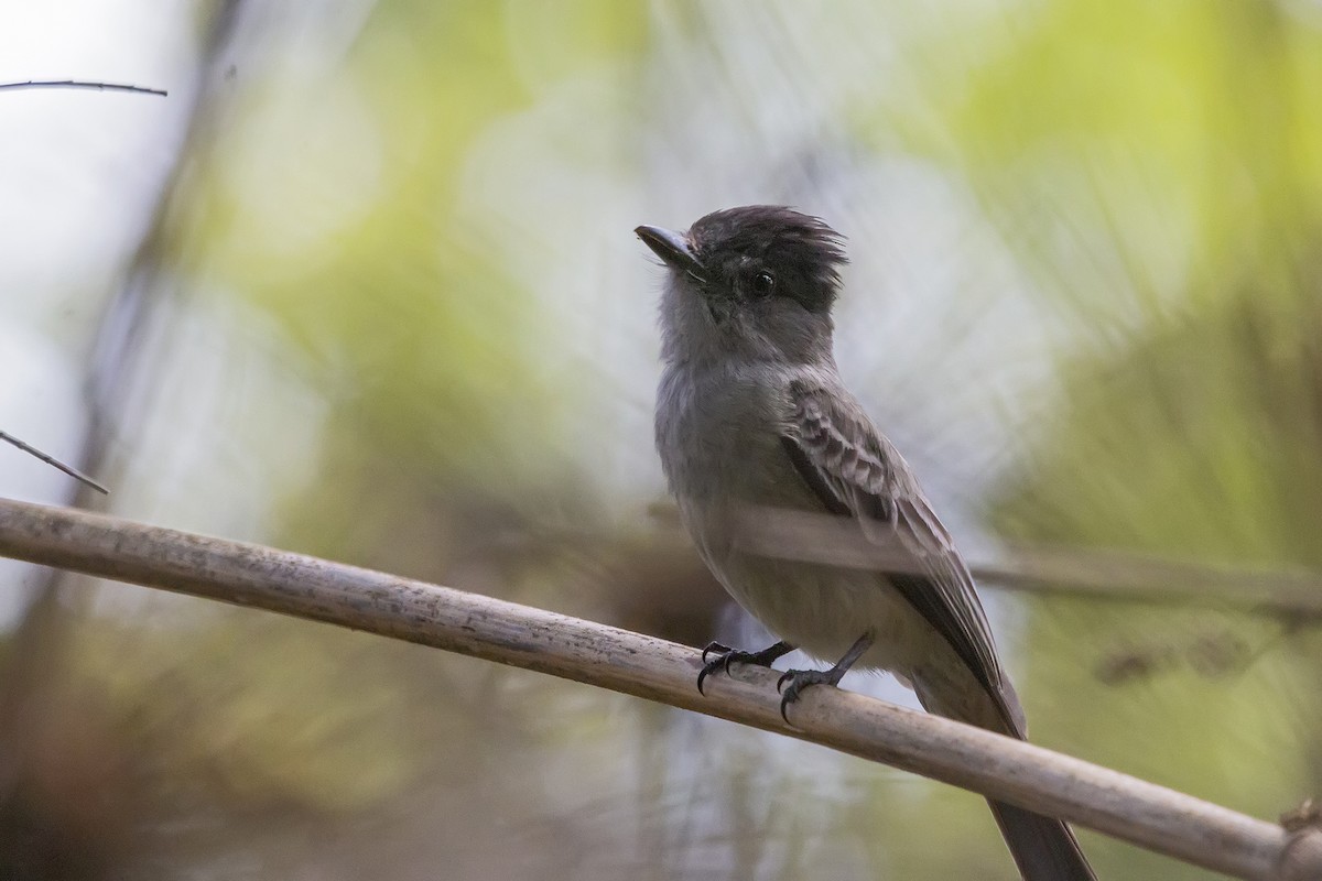 eBird Checklist - 4 Oct 2021 - Reserva Biológica Augusto Ruschi (Nova ...