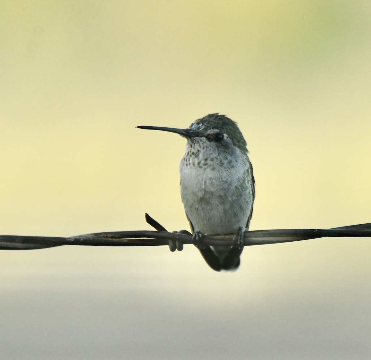 Costa's Hummingbird - ML385591271