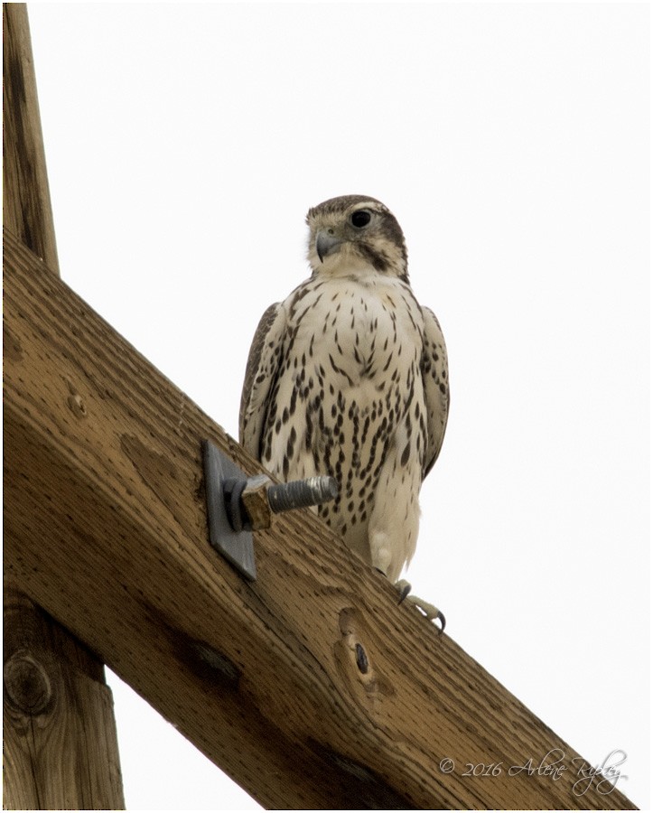 Prairie Falcon - Arlene Ripley
