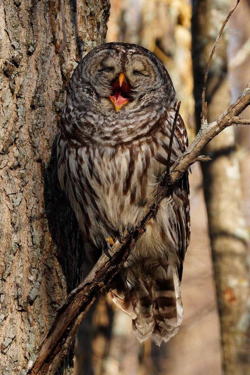 Barred Owl - Louis Lessard