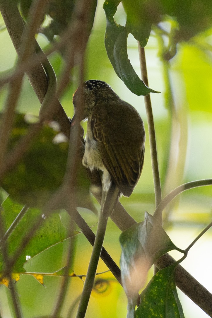 Fine-barred Piculet - ML385594861