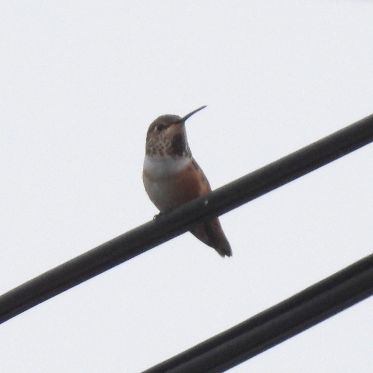 Allen's Hummingbird - ML385597161