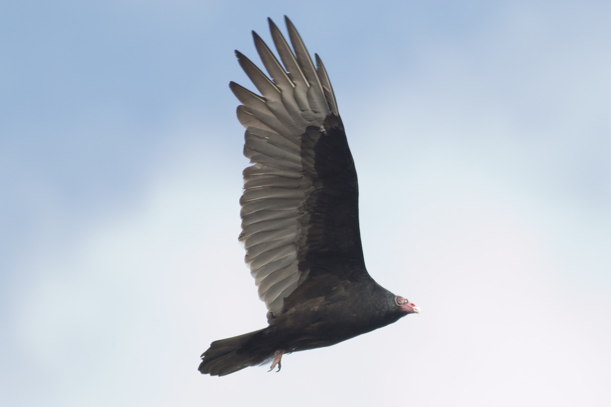 Turkey Vulture - ML38559741