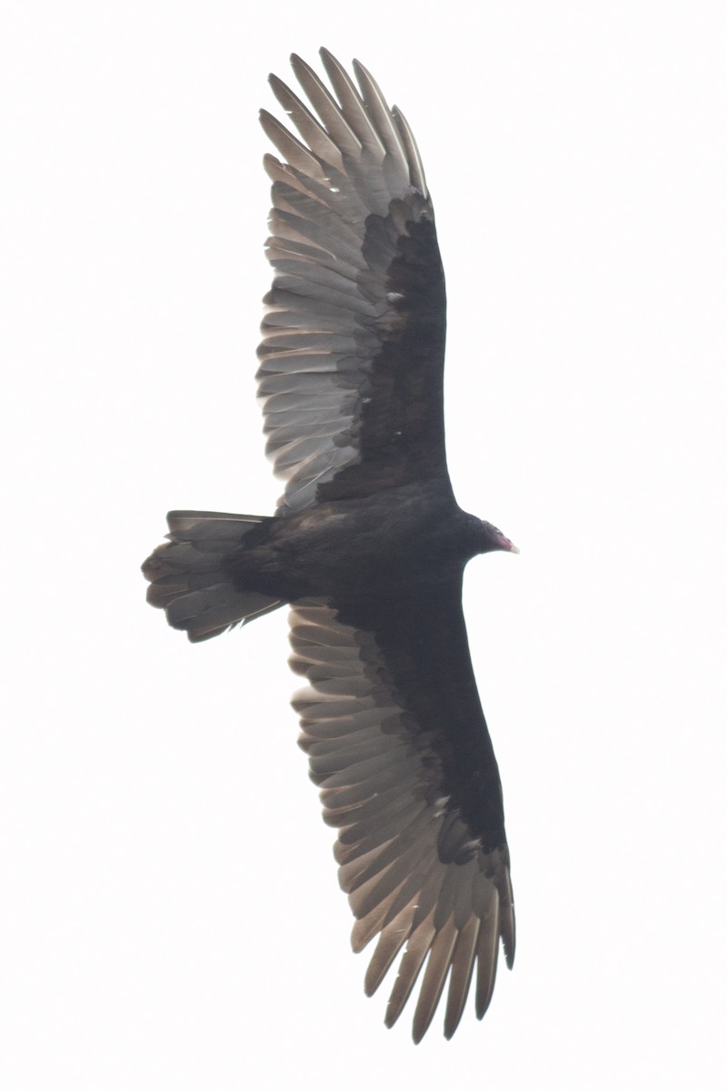 Turkey Vulture - ML38559751