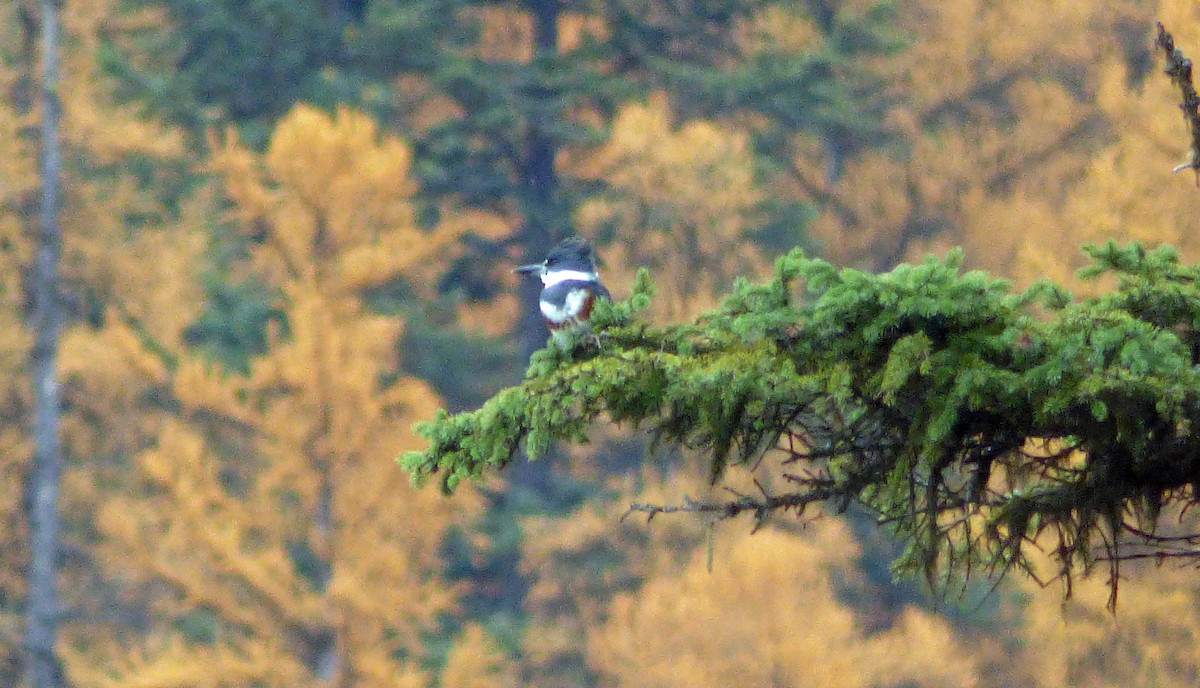 Belted Kingfisher - ML38559761