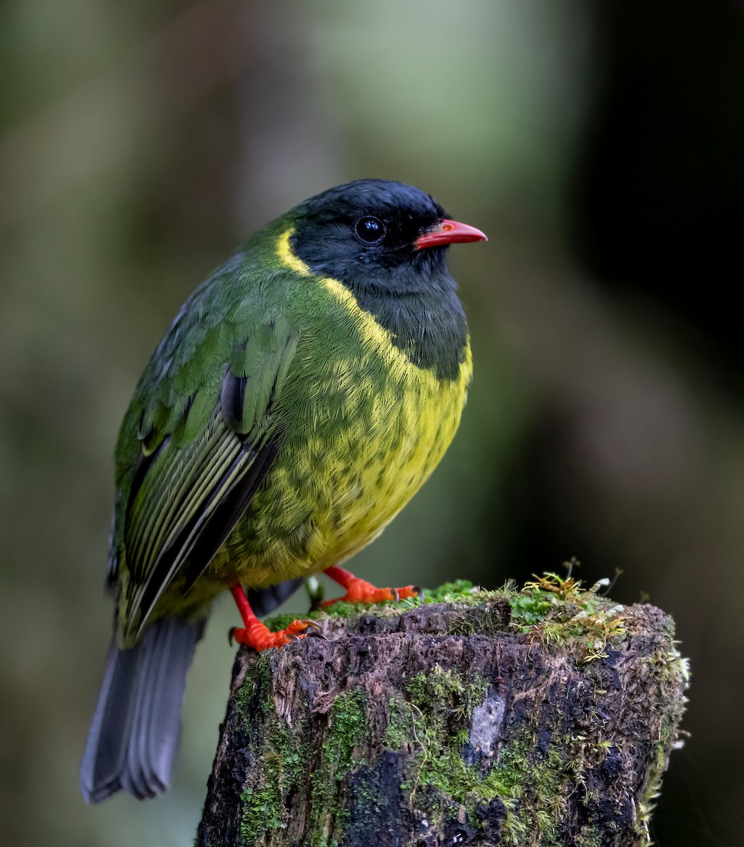 Green-and-black Fruiteater - ML385597711