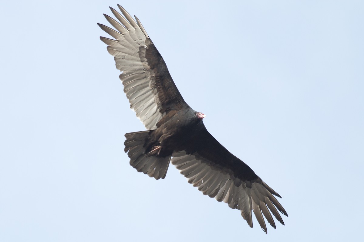 Turkey Vulture - ML38559791