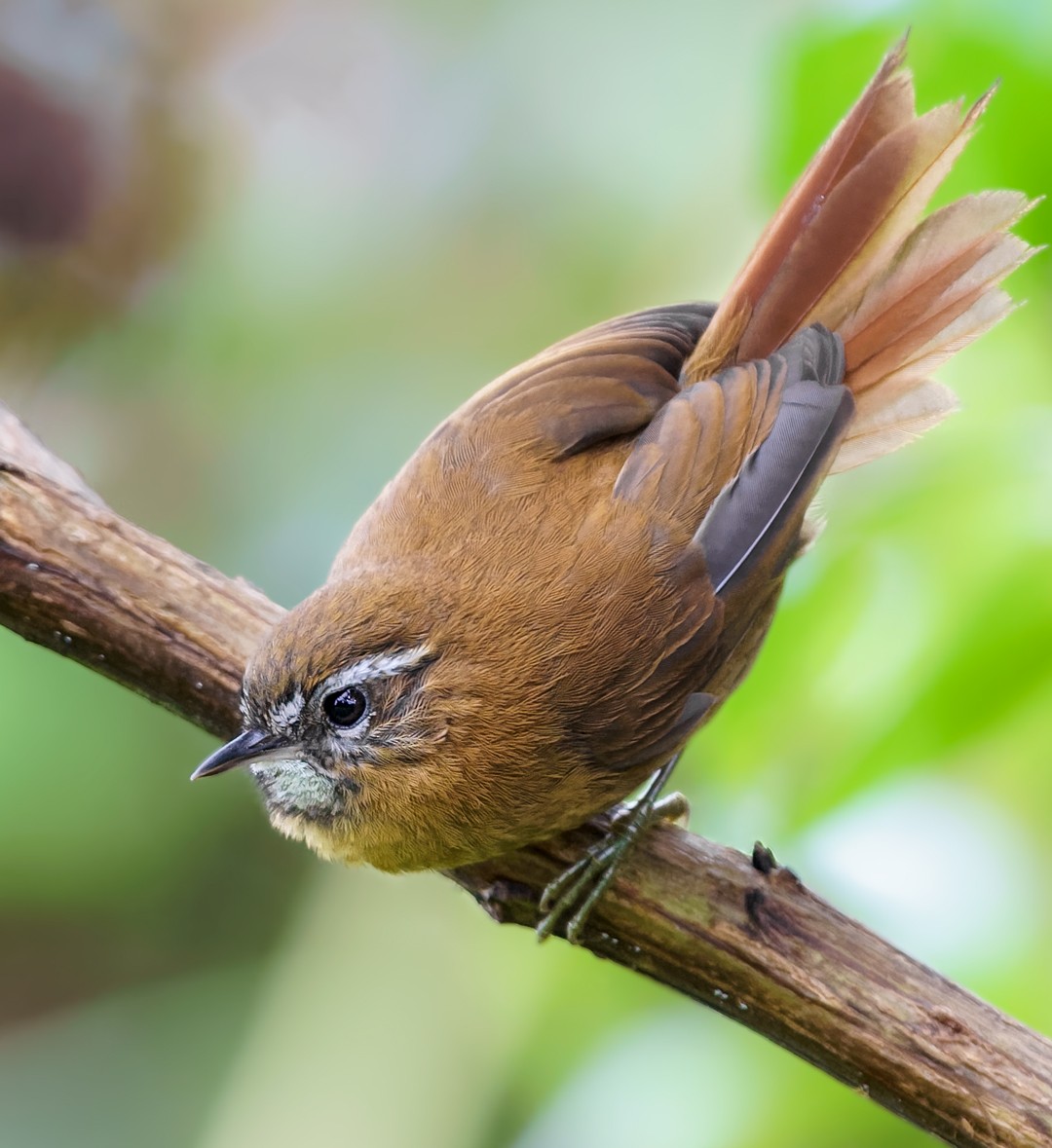 White-browed Spinetail - ML385599891